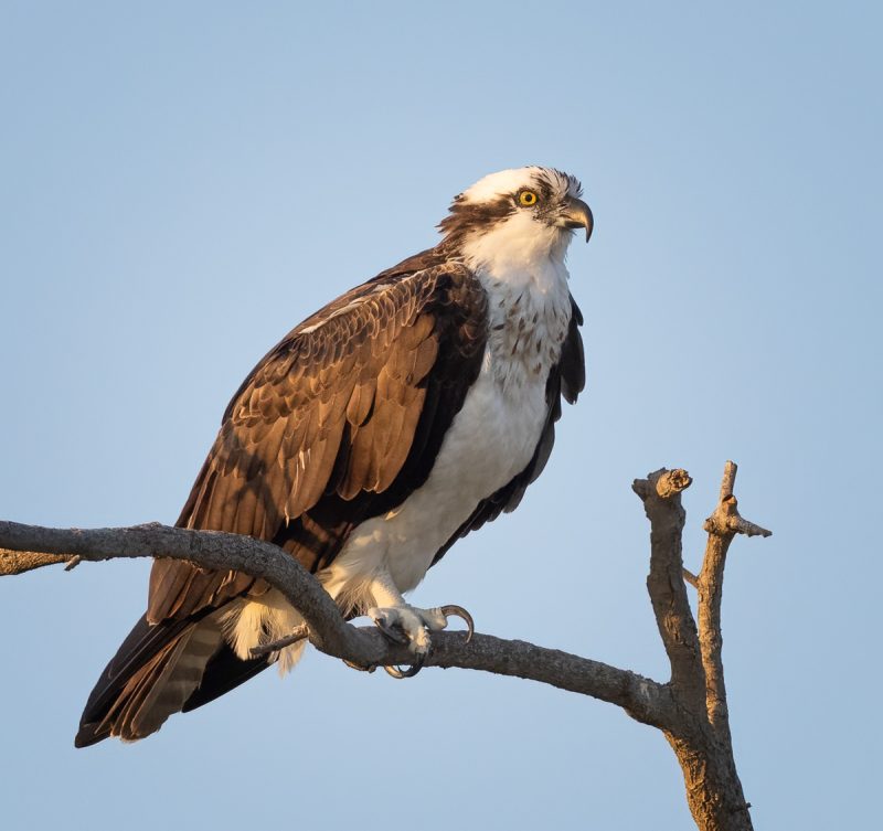 Capturing the beauty of Florida's birds with the OM SYSTEM OM-1 ...